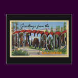 Greetings from the Redwoods of California