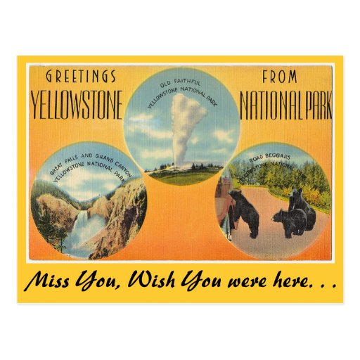 Greetings from Yellowstone National Park Postcard Zazzle