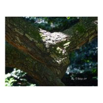 Gremlin Tree posters