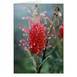 Grevillea Cards