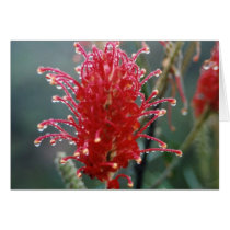 Grevillea Cards