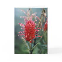 Grevillea Christmas Card