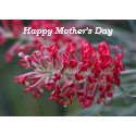 grevillea flower card
