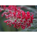 grevillea flower card