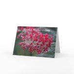 grevillea flower greeting cards