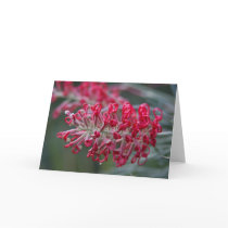 grevillea flower cards