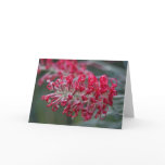 grevillea flower cards