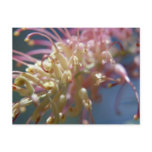 Grevillea Flower postcards
