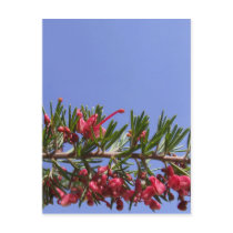 Grevillea Flower Postcard