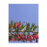 Grevillea Flower Postcard