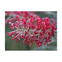 grevillea flower postcard