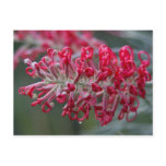 grevillea flower postcards