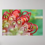 Grevillea Loops Print