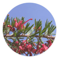 Grevillea Plant Stickers stickers