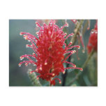 Grevillea postcards