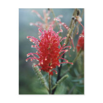 Grevillea Post Card