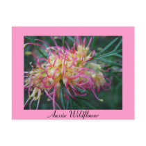 Grevillea Post Cards
