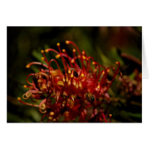 Grevillea shrub trees landscape gardening bees cards