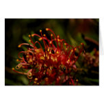Grevillea shrub trees landscape gardening bees cards