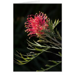 Grevillea "Silvia" Cards