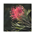Grevillea "Silvia" magnets