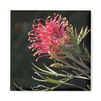 Grevillea "Silvia" magnets