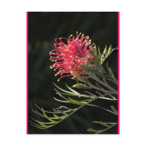Grevillea "Silvia" postcards