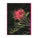 Grevillea "Silvia" postcards