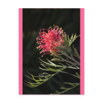 Grevillea "Silvia" postcards