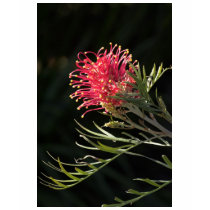 Grevillea "Silvia" t-shirts