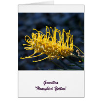 Grevillea'Honeybird Yellow' Card