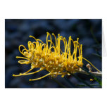 Grevillea'Honeybird Yellow' Card