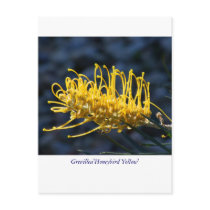 Grevillea'Honeybird Yellow' Postcards