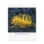 Grevillea'Honeybird Yellow' postcards