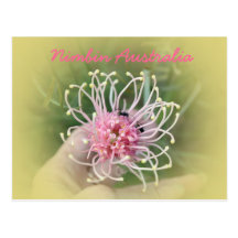Grevillia Pink Post Cards