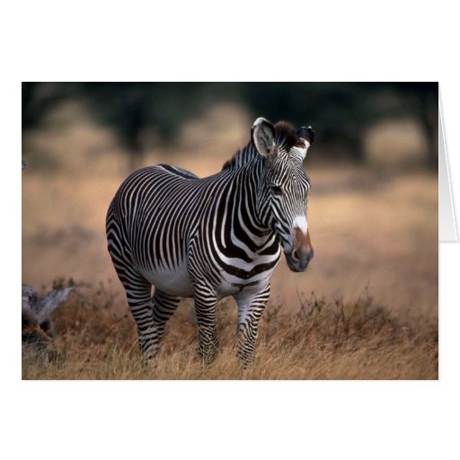 Grevy's Zebra Greeting Card