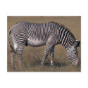 Grevy's Zebra postcards