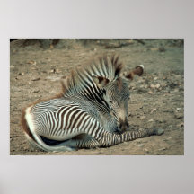 Grevy's Zebra Poster