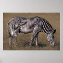 Grevy's Zebra posters