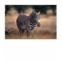 Grevy's Zebra t-shirts