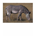 Grevy's Zebra t-shirts