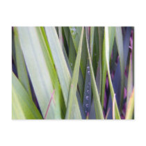 Grew All Around, All Around Postcard