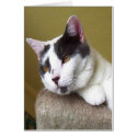 Grey and White Cat Face cards by Chriscat Grey and White Cat Face cards
