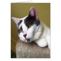 Grey and White Cat Face cards