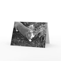 Grey and White Cat Greeting Cards