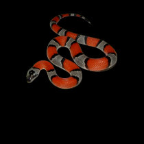 Grey-banded Kingsnake t-shirts by reptilegeeks Grey-banded Kingsnake t-shirts