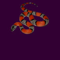 Grey-banded Kingsnake t-shirts by reptilegeeks Grey-banded Kingsnake t-shirts