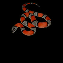 Grey-banded Kingsnake t-shirts by reptilegeeks Grey-banded Kingsnake t-shirts