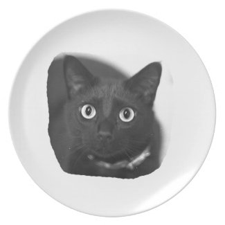 Grey Cat Big Eyes BW Picture plate