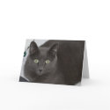 Grey Cat cards by pcllc Grey Cat cards